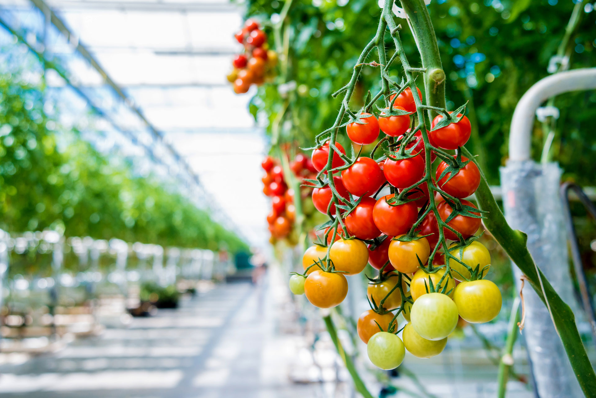 Tomaten