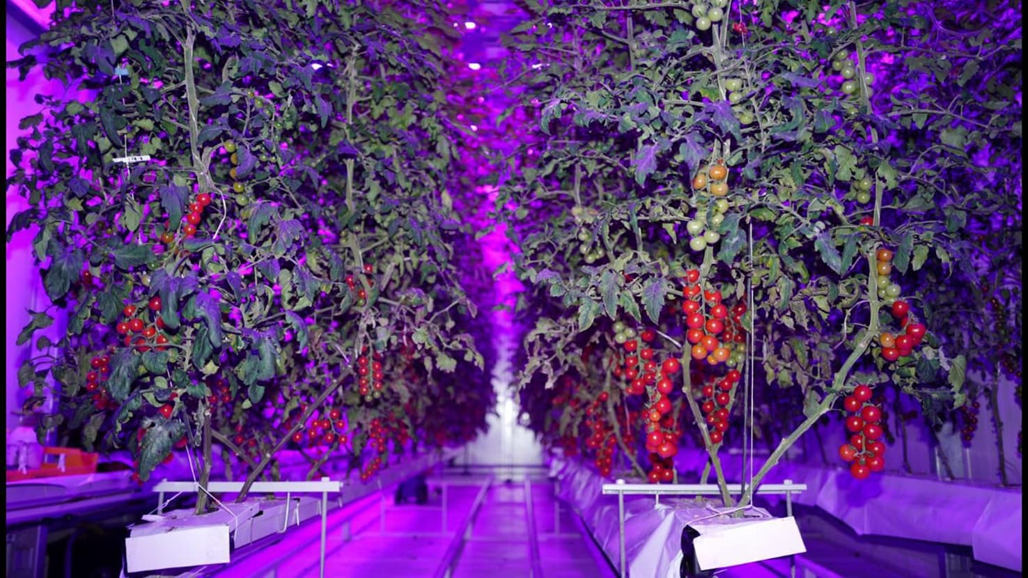 Tomatoes small growing