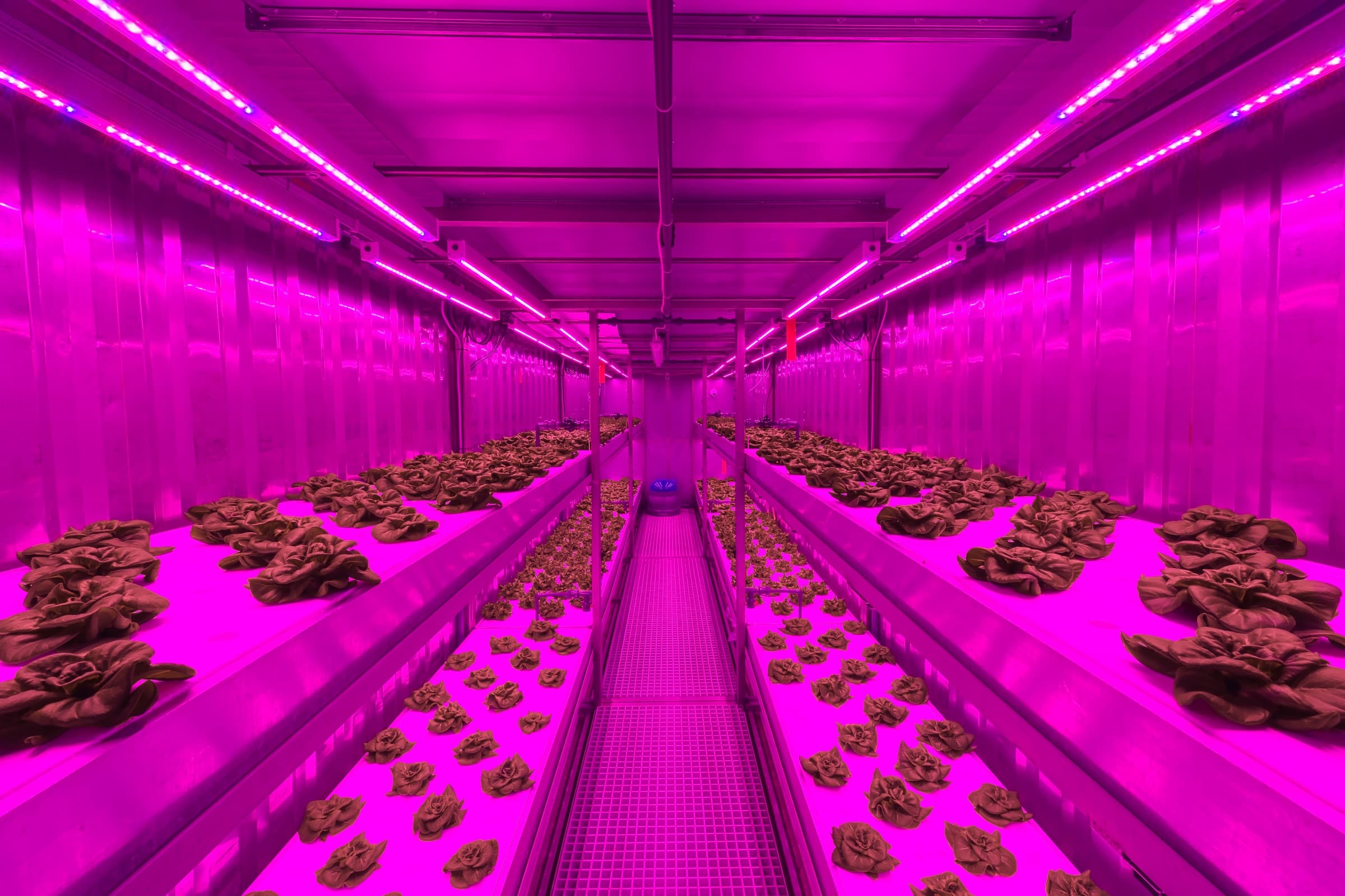 Lettuce Growing Priva