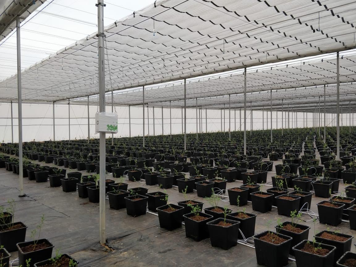 Indian greenhouse ridder