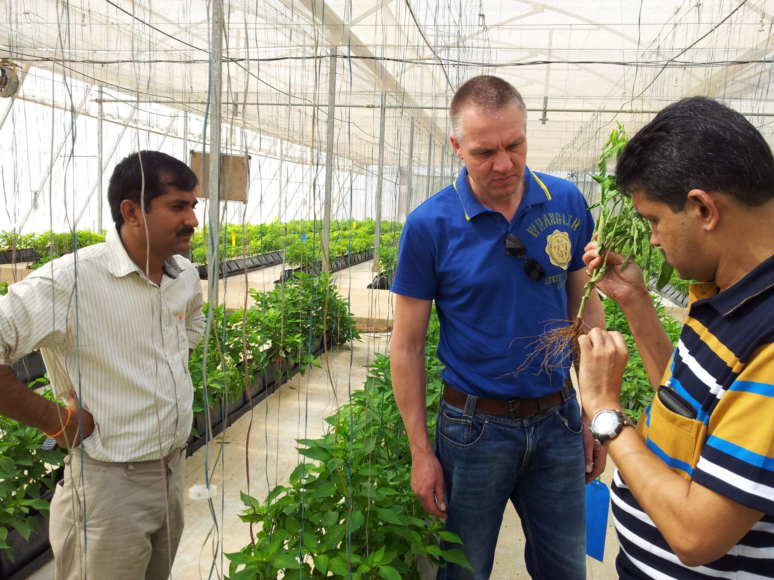 Koppert biological India