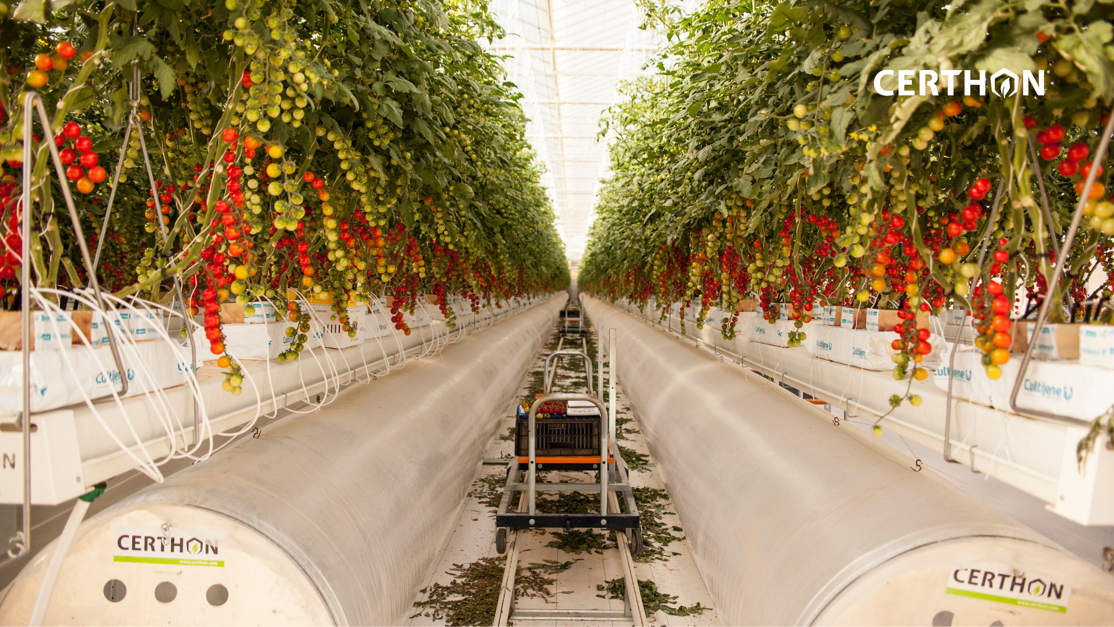Tomato farm