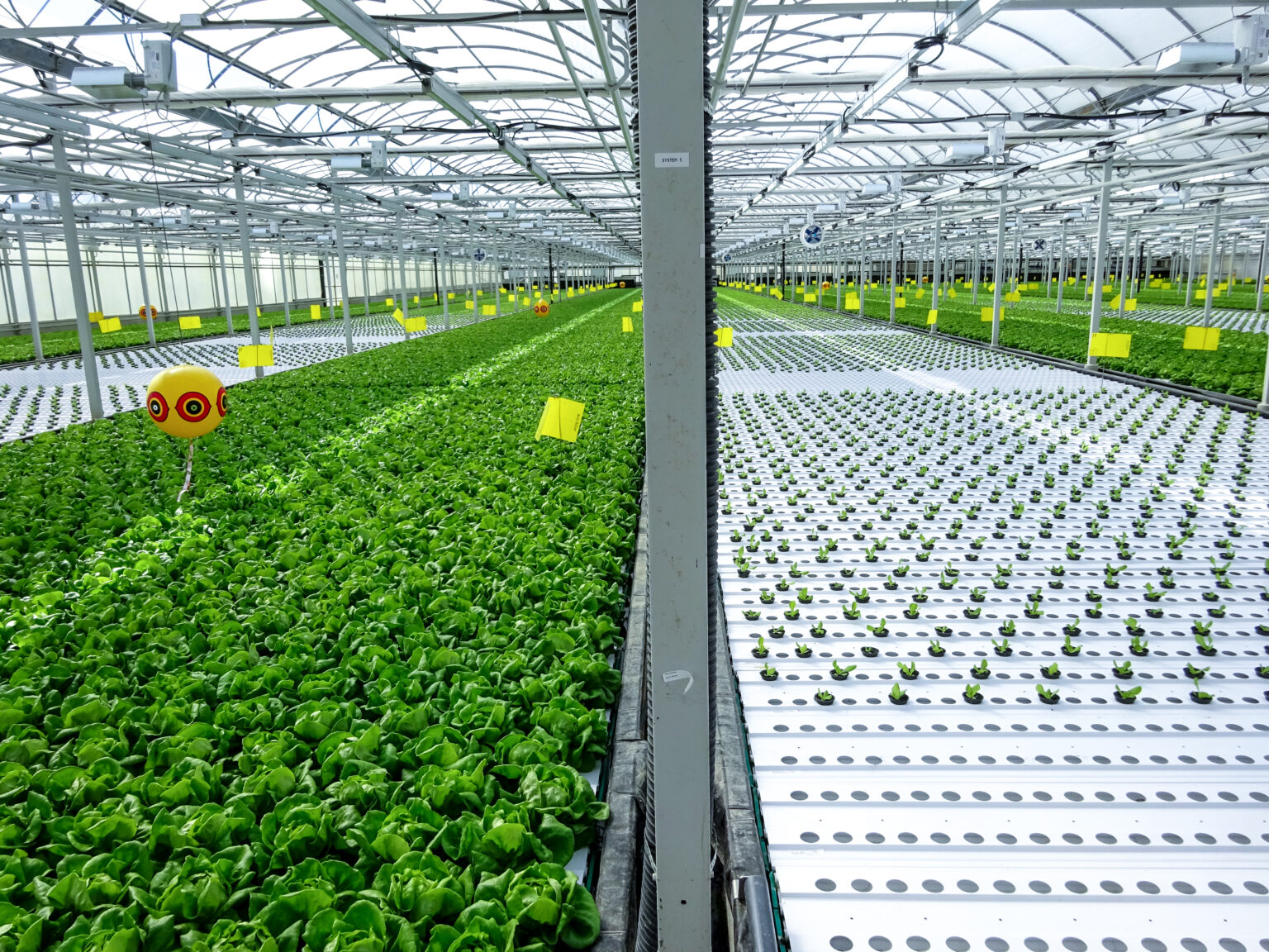 Dutch Greenhouse Delta proudly Viscon Group as a new partner